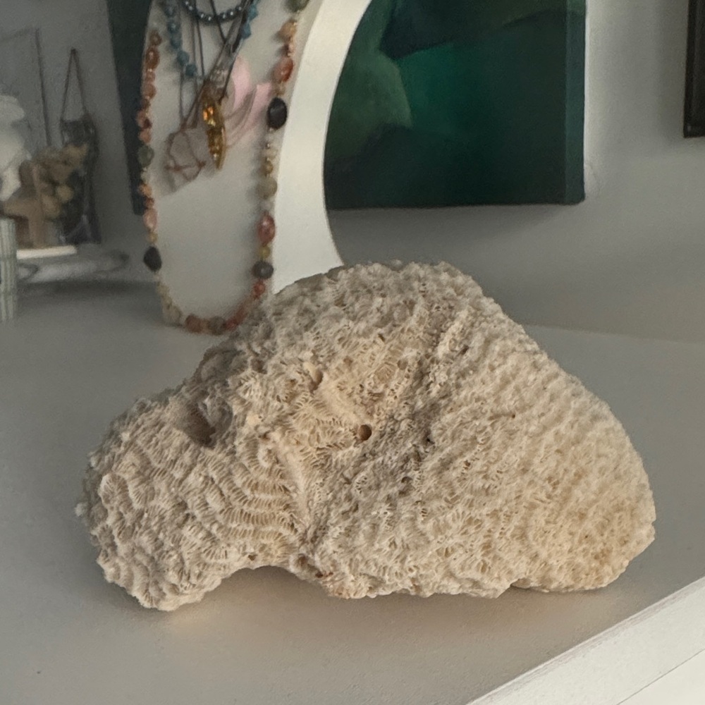 Natural Cream Coral Piece Nautical Decor